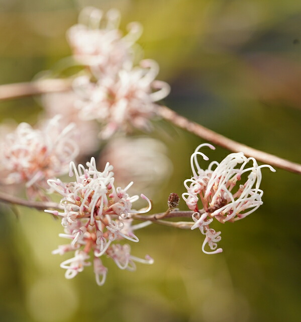 グレビレア・エンドリチェリアナ 4号ロングスリット鉢 | | ネイティブ