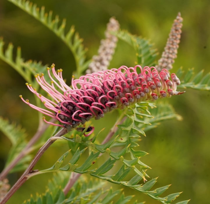グレビレア ”プーリンダ”ピーター' 5号ポット | | ネイティブプランツ