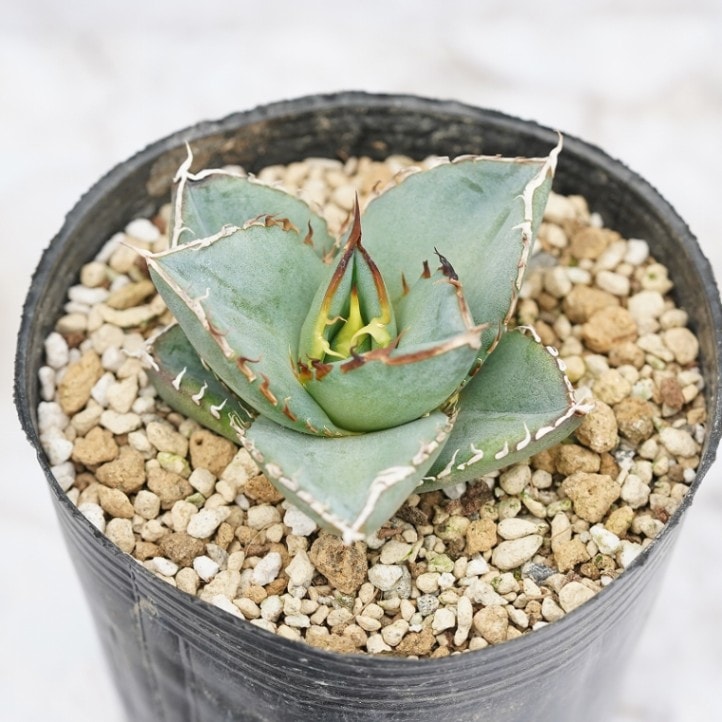 選抜株】アガベ・オテロイ”ドワーフフォーム” 3号ロングポット