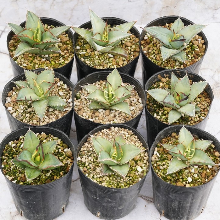 選抜株】アガベ・オテロイ”ワイルドスパイン” 3号ロングポット