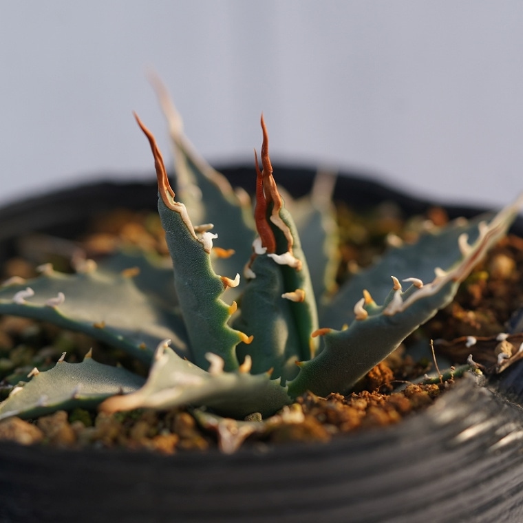 実生選抜】アガベ・ユタエンシス「エボリスピナ」陽炎 3号ロングポット