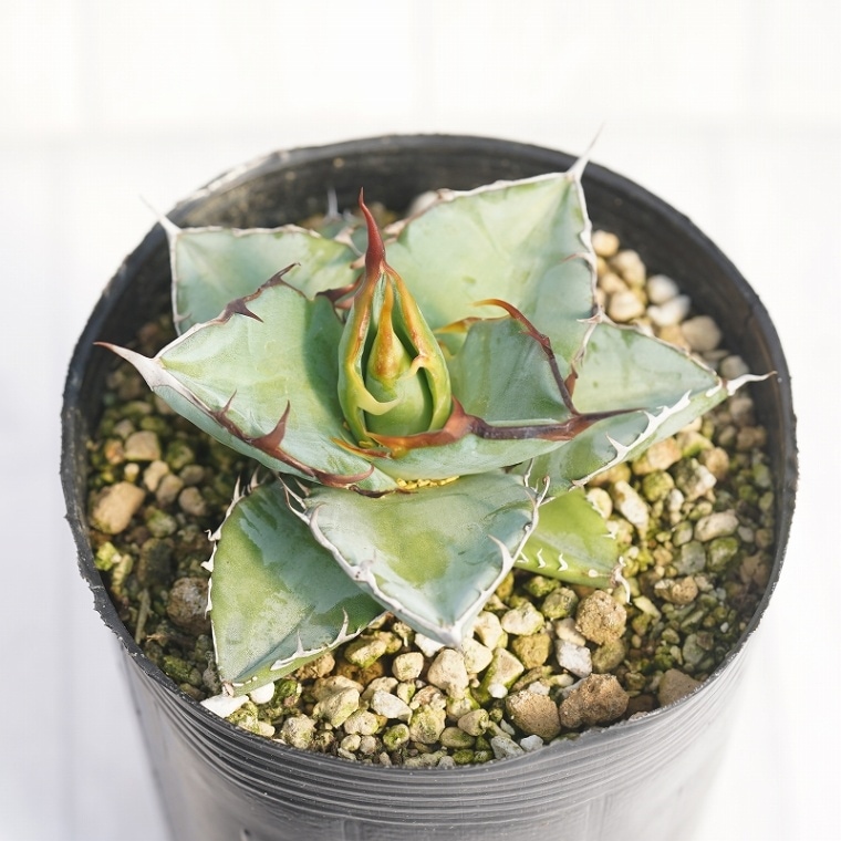 実生選抜】アガベ・チタノタ「ブルー」 ”特選株” 3号ロングポット