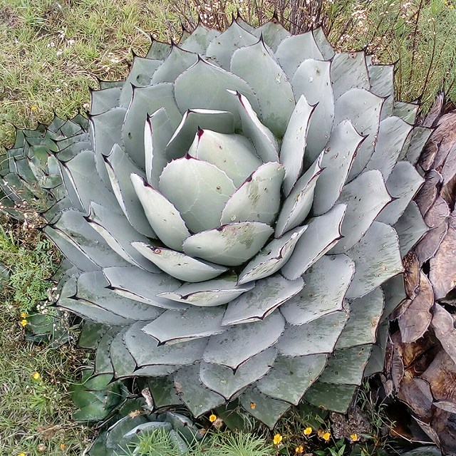 特選株】アガベ・パリー・トルンカータ ”ホワイトブルー丸葉