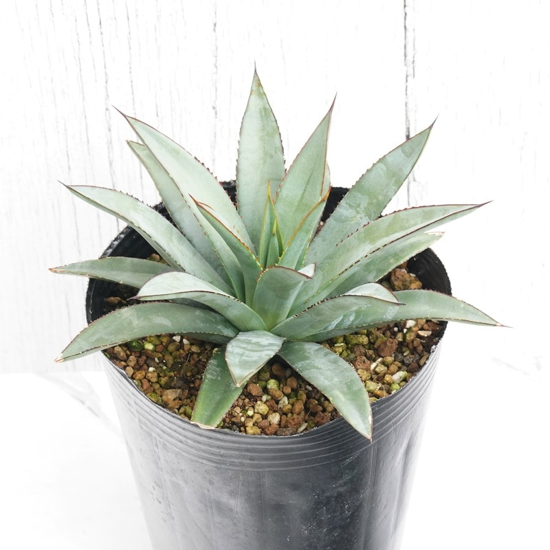 アガベ「ブルー・エンペラー」 4号ロングポット | | アガベ