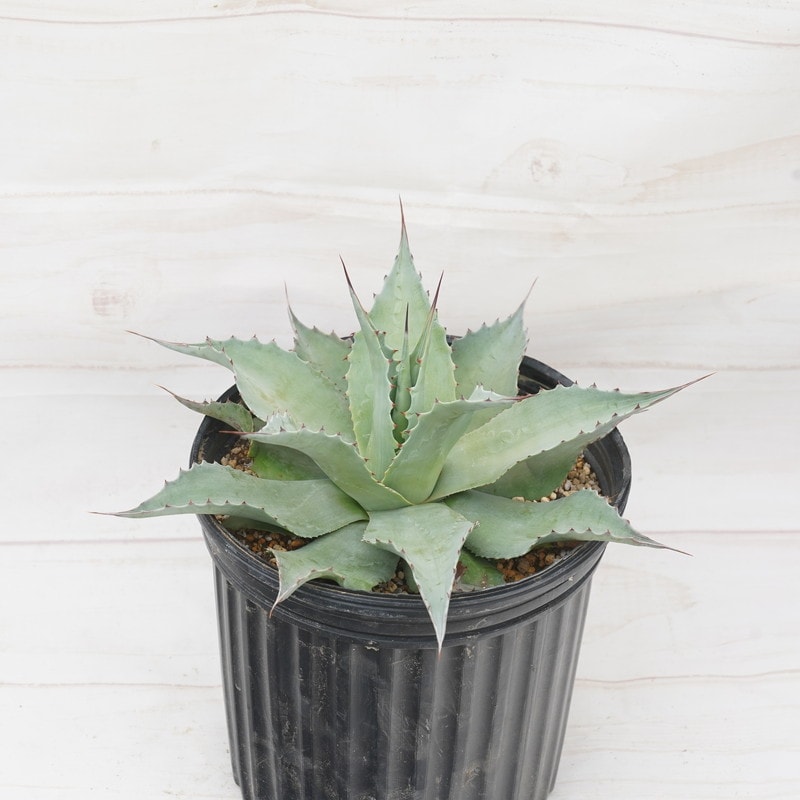 アガベ・オバティフォリア「ヴァンジー」 7号規格抜き苗 | | アガベ