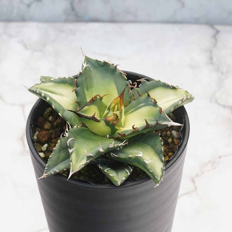 アガベ・チタノタ 「夕映」中斑 ※ソーラーエクリプス 3.5号鉢