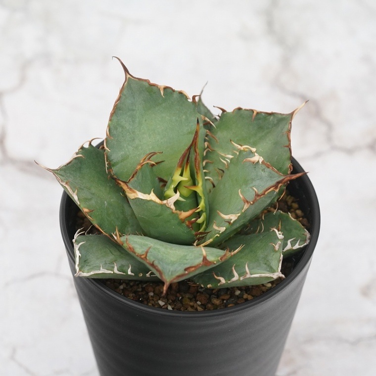 アガベ・チタノタ 「ナンバーワン」No.1 3.5号鉢 | | チタノタ銘品