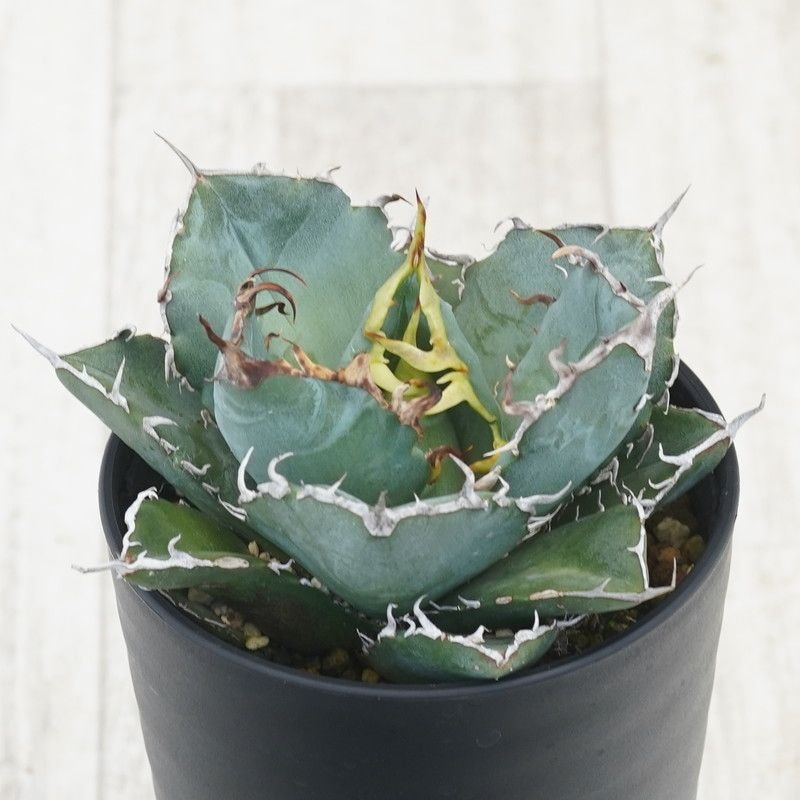 アガベ・チタノタ ”白鯨” 3.5号鉢 | | チタノタ銘品シリーズ | 四国