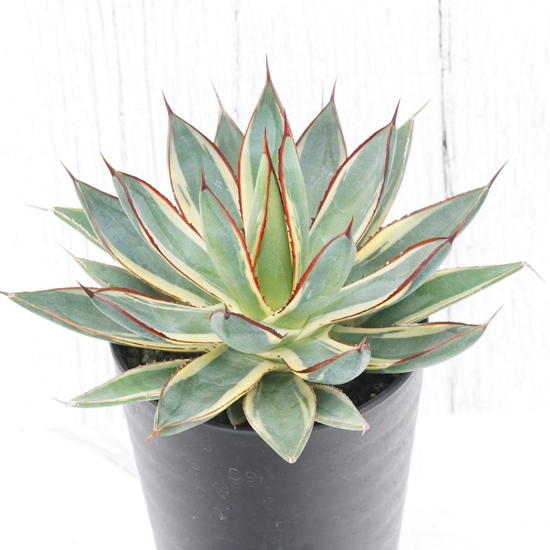 アガベ「バーント・バーガンディ」覆輪 3.5号鉢 | | アガベ