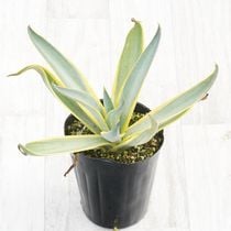 選抜株】アガベ・ホリダ ホワイトエッジ 5号ポット | | アガベ実生選抜