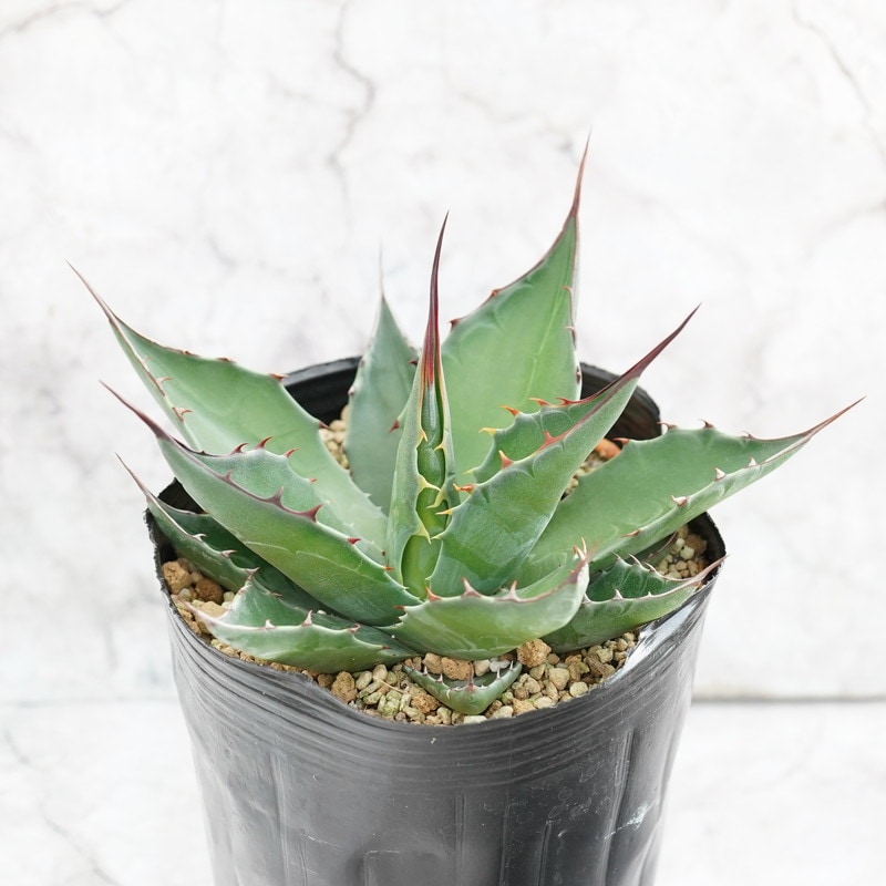 アガベ・モンタナ 4号ロングポット | | アガベ（リュウゼツラン