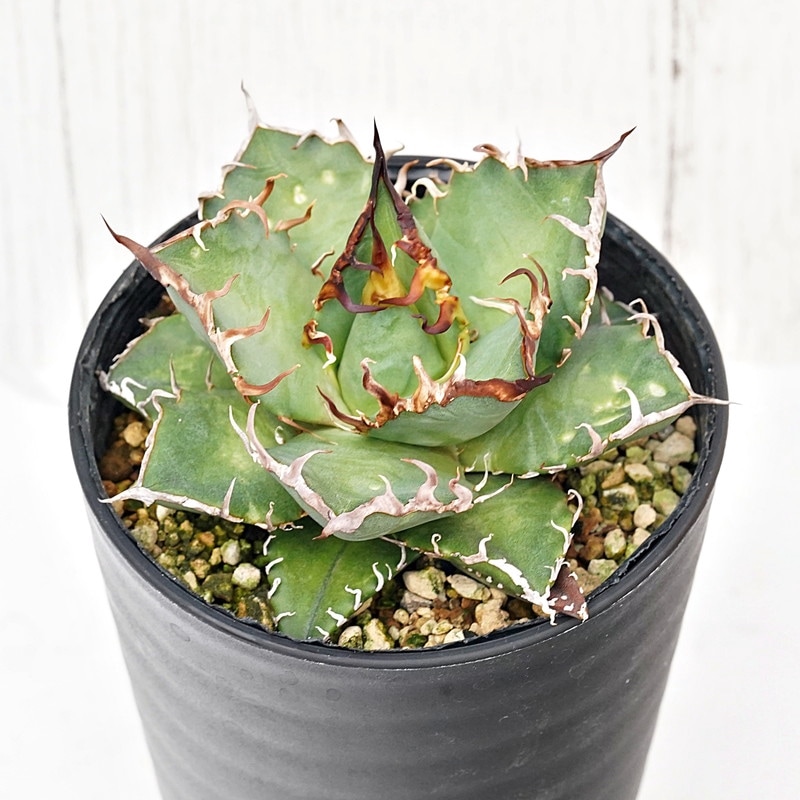 アガベ・チタノタ「泰国凱撒（タイ版シーザー）」 3.5号鉢