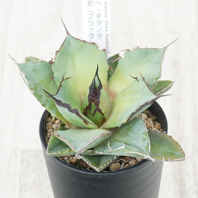 アガベ・チタノタ ”黒豹” 「ブラック・パンサー」 3.5号鉢