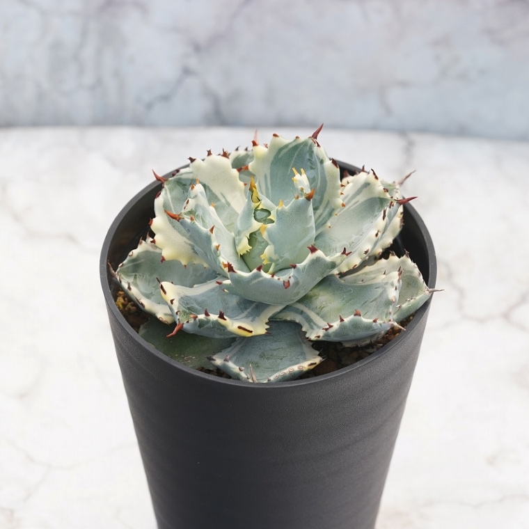 アガベ・カブトガニ錦 4.5号鉢 | | アガベ（リュウゼツラン） | 四国