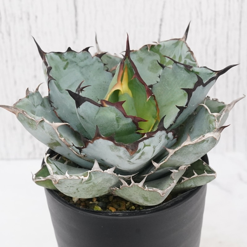 アガベ・チタノタ「ブラック＆ブルー」 3.5号鉢 ※ブラックアンドブルー