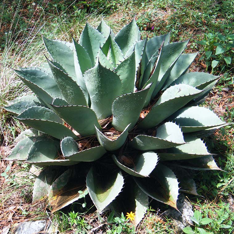 アガベ・オバティフォリア 4号ロングポット | | アガベ