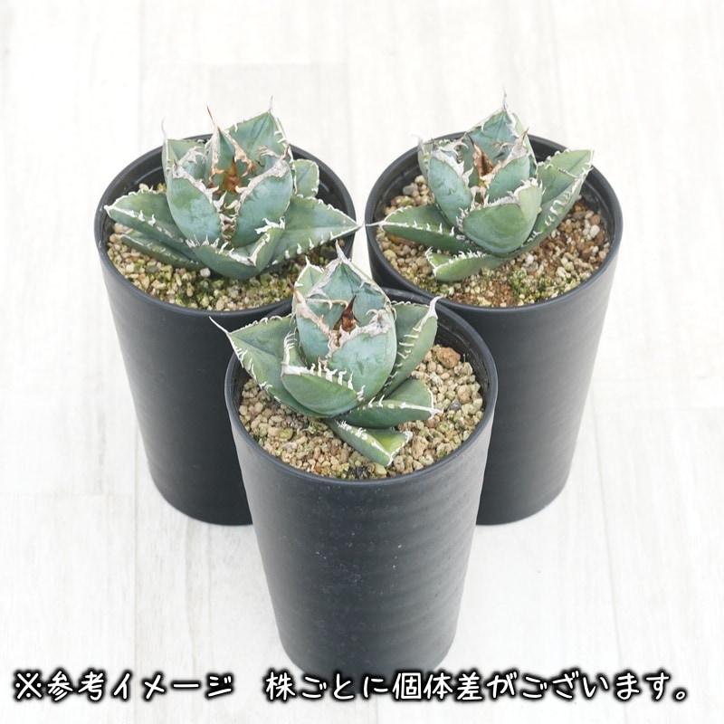 アガベ・チタノタ「南アフリカダイヤモンド」 3.5号鉢 | | チタノタ銘