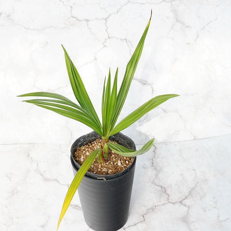 ブラヘア「スーパーシルバー」 3.5号鉢 | | ドライガーデンプランツ