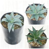 アガベ・アメリカーナ 大株 ※7号規格 抜き苗 | | アガベ