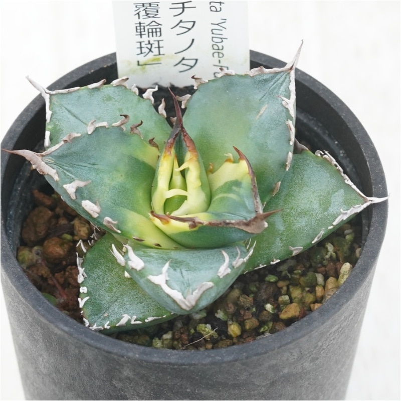 アガベ・チタノタ 「夕映」覆輪 2.5号鉢 | | チタノタ銘品シリーズ
