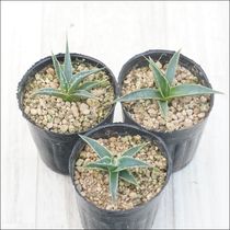 アガベ・ユタエンシス・ネバデンシス 2号ポット | | アガベ