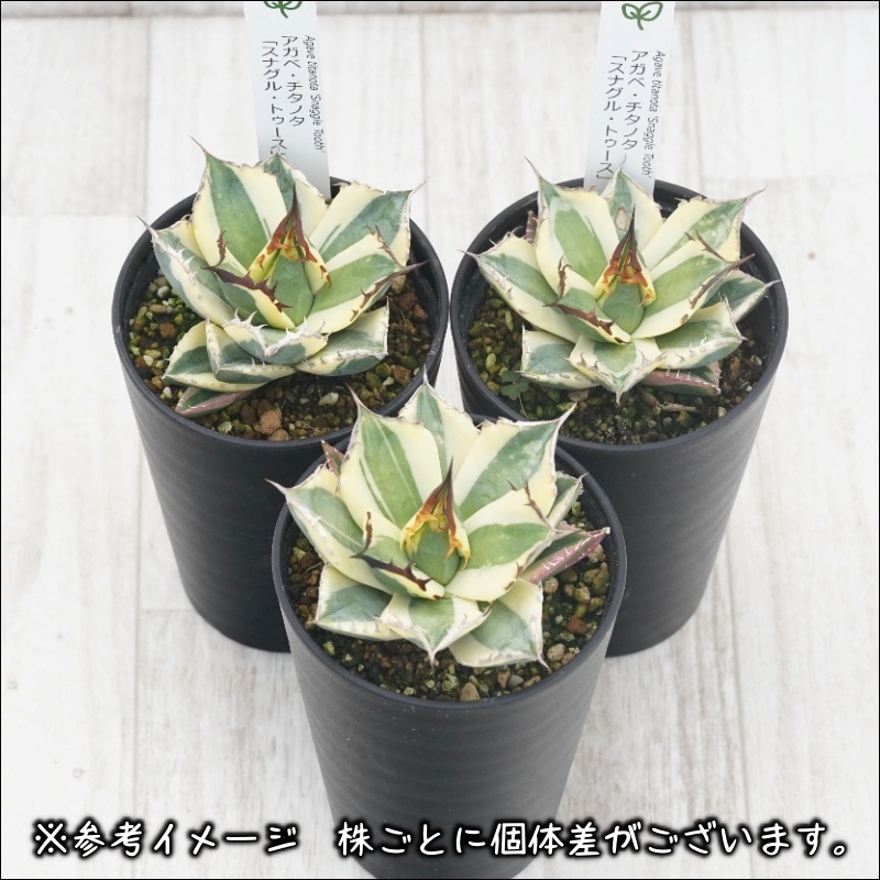 アガベ・チタノタ「スナグル・トゥース」 3.5号鉢 | | チタノタ銘品