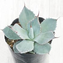 アガベ・パリー・フワチューケンシス（ホーチエンシス） 2号ロング