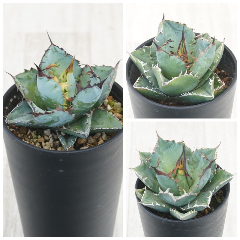 アガベ チタノタ銘品3種セット（ブラック＆ブルー・カビゴン・猫爪