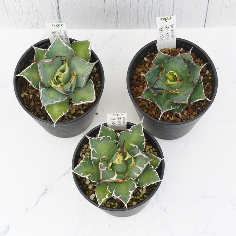 アガベ チタノタ銘品3種セット（シーザー・パンダ・ハデス）3.5号鉢