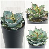 選抜株】アガベ フレキシスピナ 赤棘 3号ロングポット | | アガベ実生