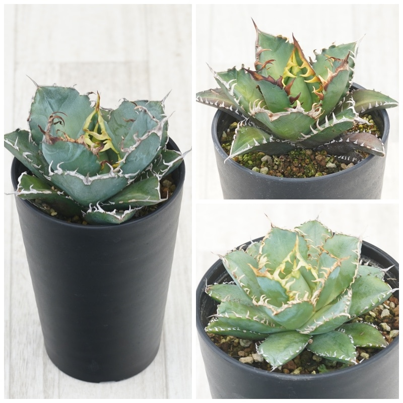 アガベ チタノタ銘品3種セット（白鯨・赤猫・フィリグリー）3.5号鉢