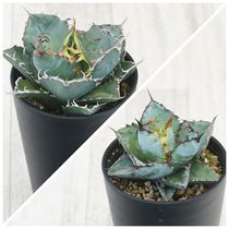 アガベ チタノタ銘品3種セット（白鯨・シーザー・ブラック＆ブルー