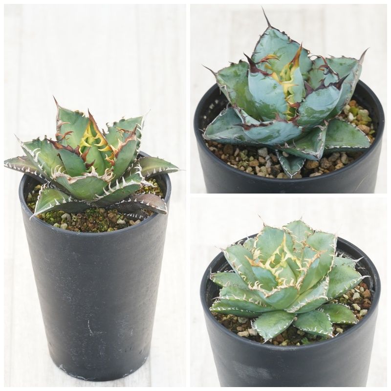 アガベ チタノタ銘品3種セット（赤猫・フィリグリー・ブラック