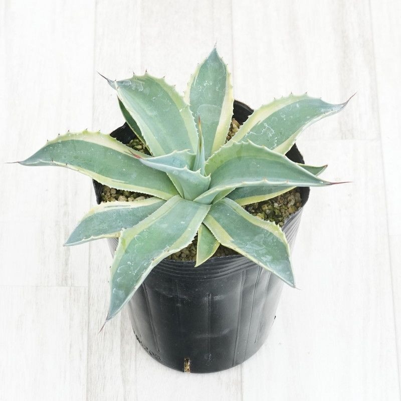 アガベ・オバティフォリア「オルカ」4号ロングポット | | アガベ