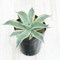 アガベ チタノタ銘品2種セット（白鯨・シーザー）3.5号鉢 | | アガベ