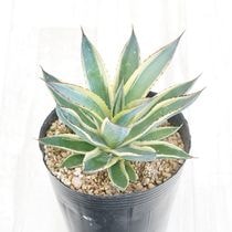 アガベ・オバティフォリア 4号ロングポット | | アガベ