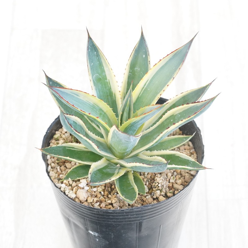 アガベ「サングロー」4号ロングポット | | アガベ（リュウゼツラン