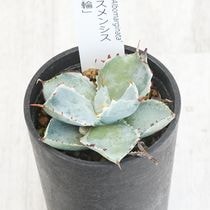 実生選抜】アガベ・ユタエンシス「エボリスピナ」陽炎 3号ロングポット