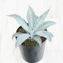 特選メリクロン株】アガベ・ウェベリー 5号ポット | | アガベ