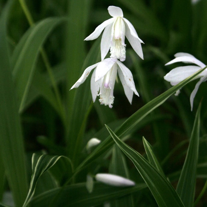 山野草】斑入白花シラン 3号ポット植え | | 山野草（科名別）,ラン科