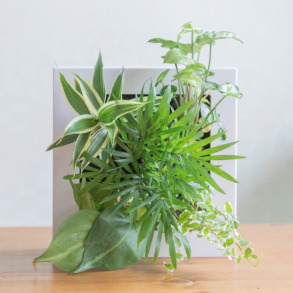 壁掛け用観葉植物【ホワイトフレーム/植栽5苗/おまかせ】ミドリエ
