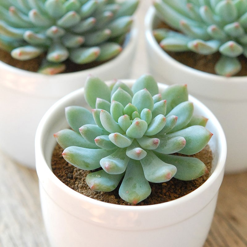 solxsolセレクト 多肉植物の通販・販売｜多肉植物の専門店 solxsol