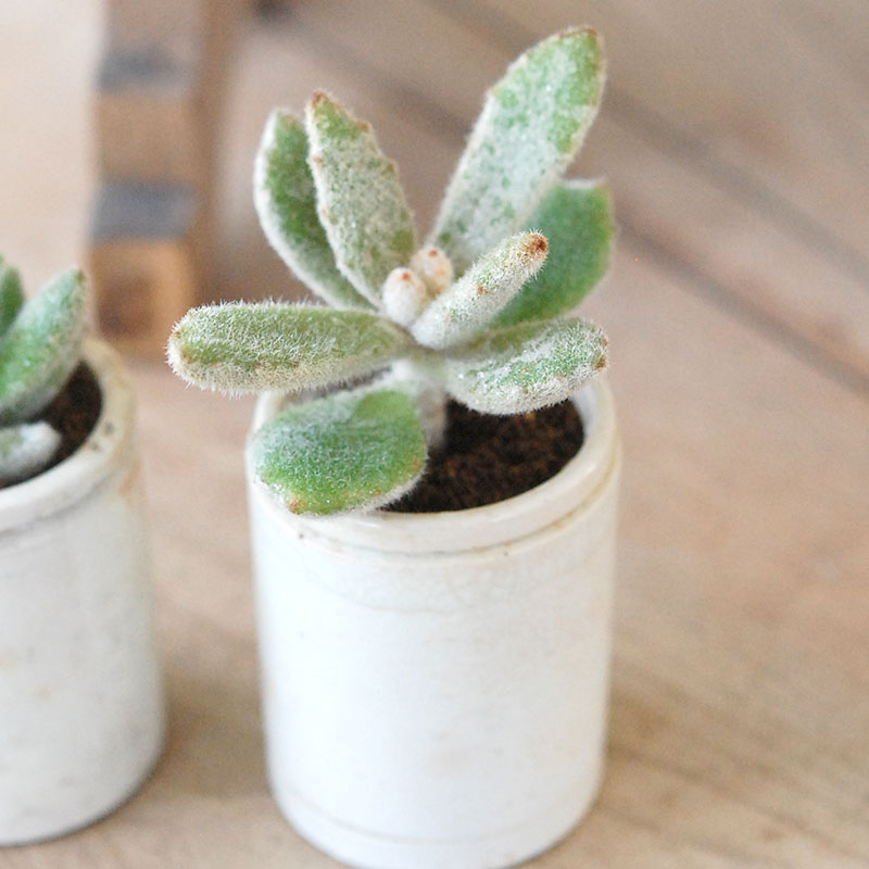 Kalanchoe ラッキーガール x antique pot | 多肉植物の専門店 solxsol