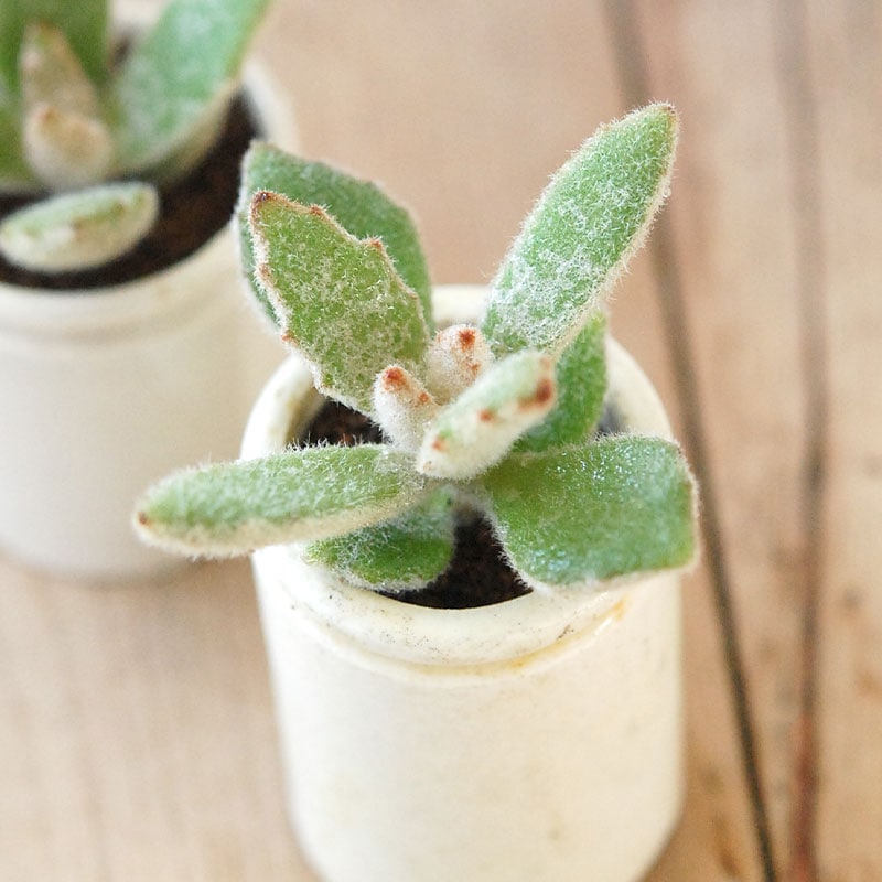 Kalanchoe ラッキーガール x antique pot | 多肉植物の専門店 solxsol