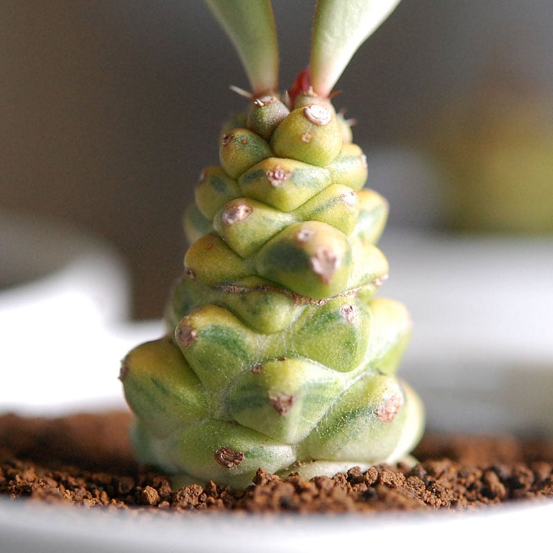 リチェイ錦 / Monadenium | 多肉植物の専門店 solxsol（ソルバイソル）