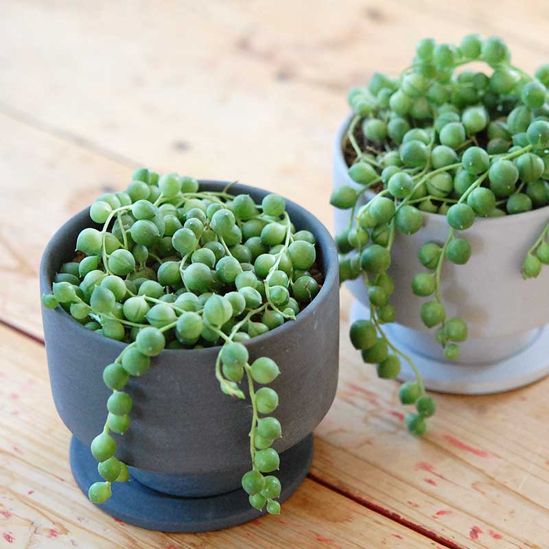 グリーンネックレス x マットポットm | 多肉植物の専門店 solxsol