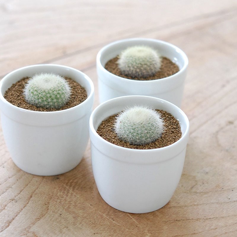 雪晃 / Parodia | 多肉植物の専門店 solxsol（ソルバイソル）