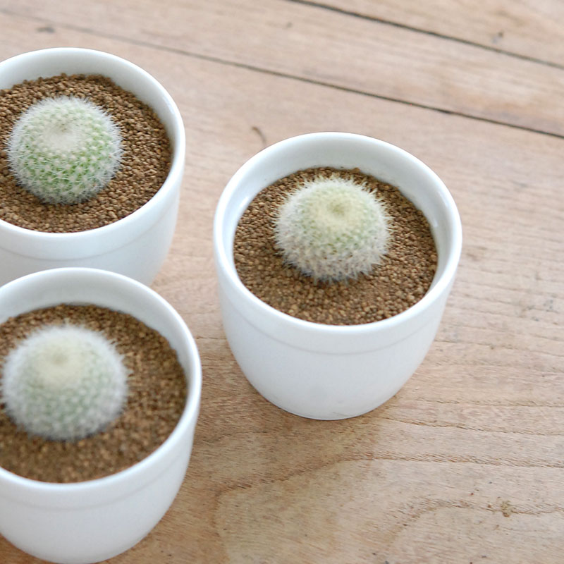 雪晃 / Parodia | 多肉植物の専門店 solxsol（ソルバイソル）