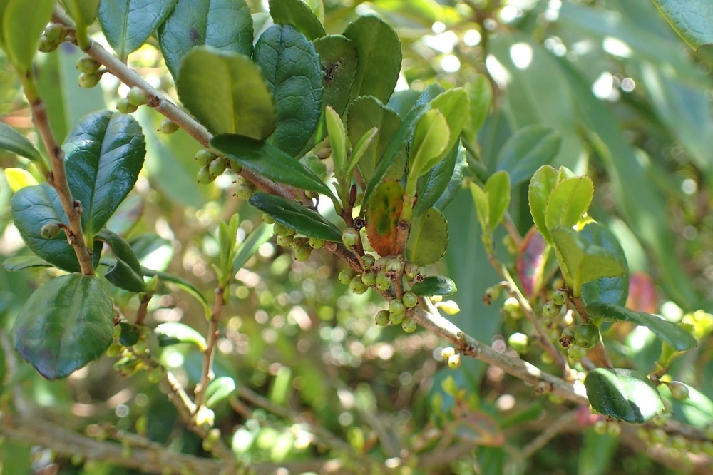 ハマヒサカキ（サカキ科） | 見ごろの植物