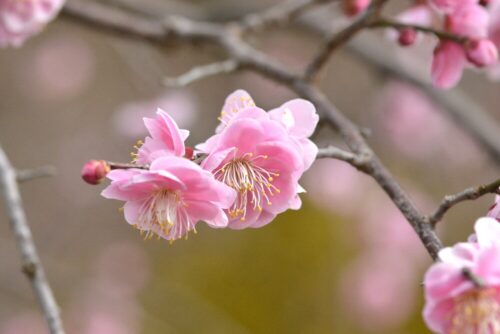 ヤマコウバシ（クスノキ科） | 見ごろの植物
